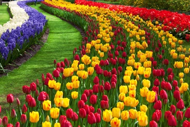 Flower Garden Walpaper