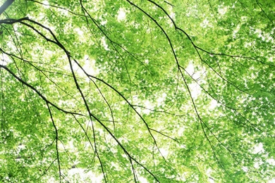 16 Pastel Green Maple Tree Photo Sunlight Through Maple Leaves ...