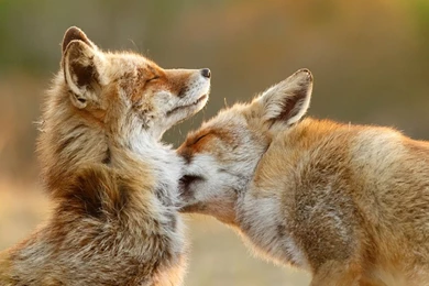 Hd Animal Wallpapers, Wild Animals, Animal Desktop Images, High ...