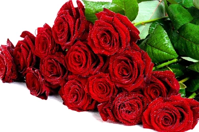LOVE ROSES WALLPAPER   (