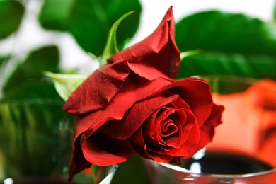 Blooming Red Roses Symbolize Love Close up Wallpapers － Flower ...