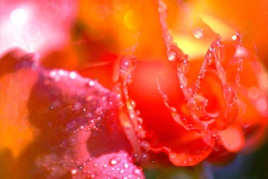 The Rose Of Love   Roses Wallpapers (13966658)   Fanpop