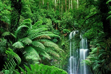 Jungle Desktop HD Wallpapers 5238   Amazing Wallpaperz