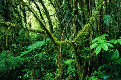 Jungle Wallpapers For PC