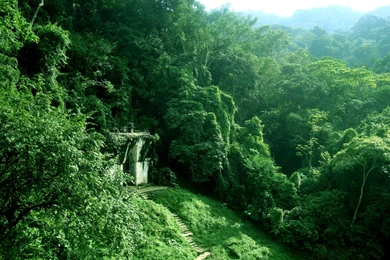 Jungle Wallpapers HD O5b   Wallpapersn.pw