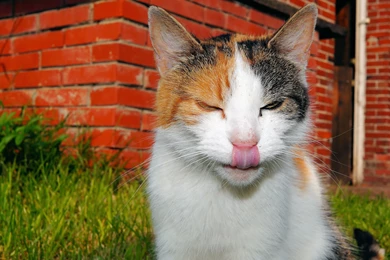 Free Funny Cat Wallpapers