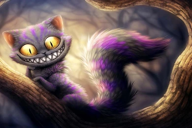 Funny Cat Beautiful Hd Wallpapers Free Download