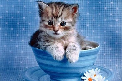 Funny Cat Funny Cat Photos For Facebook – Fine HD Wallpapaper RR