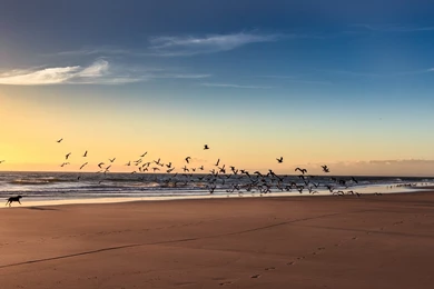 Landscape, Sea, Winter, Beach, Seagulls, Black Dog, Picture