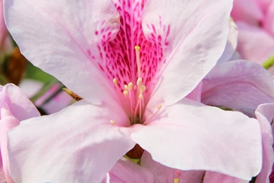 iPhone 6 Plus Wallpapers & Backgrounds Collection