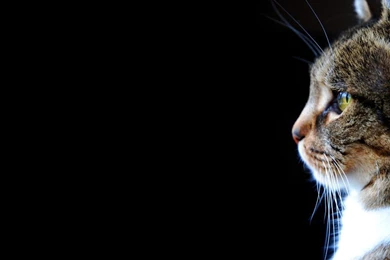 DeviantArt Shop Framed Wall Art Prints & Canvas