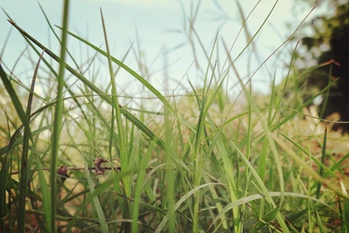 Nature Green Wallpapers HD 1080p   Fresh Forest Scenes HD Photos