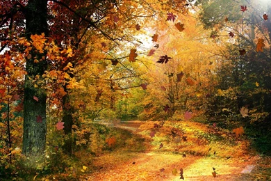 Autumn Wallpapers Hd