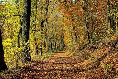 Fall Free Wallpapers