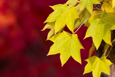 Free Fall Wallpapers Wallpapers