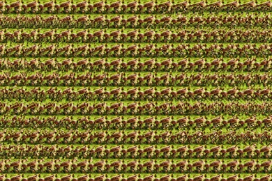 Stereogram Wallpapers