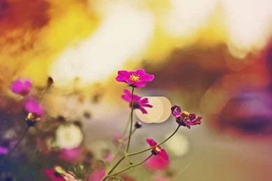 Fall Flowers Wallpapers   Images   Tbwnz.com