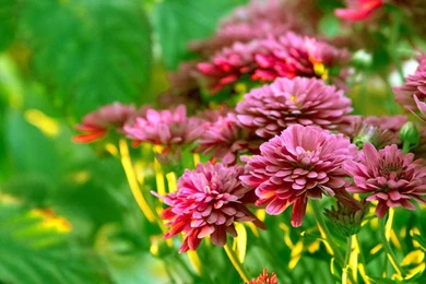 Autumn Flowers Wallpapers 2   Seasonal   Crazy Frankenstein