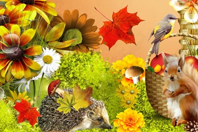 Autumn Flower Wallpapers