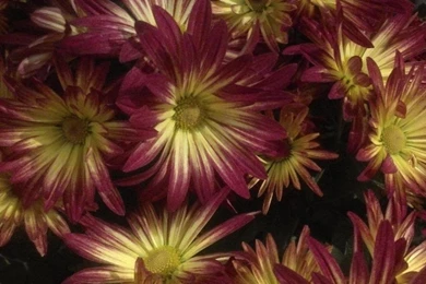 Fall Flowers Wallpapers   (