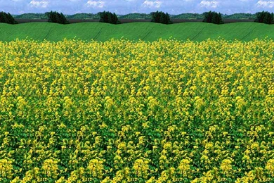 Wallpapers Stereogram Amazing Stereograms Images Socialphy ...