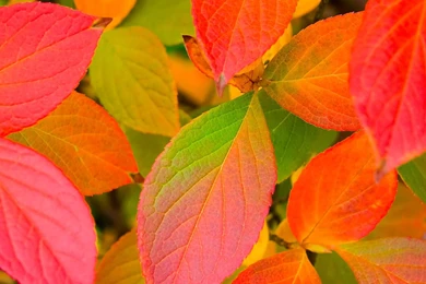 Fall Flowers Images   Wallpapers High Definition