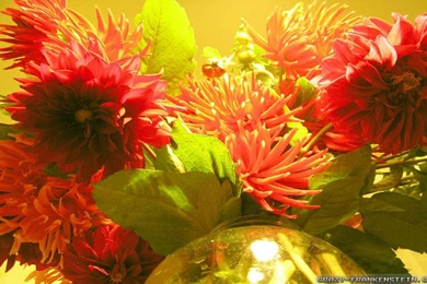 Autumn Flowers Wallpapers   Seasonal   Crazy Frankenstein