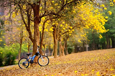 Spring Flowers Yellow Trees Bike Autumn Fall Mood Bokeh Wallpapers ...