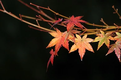 Fall Flowers Wallpapers   Wallpapers Cave