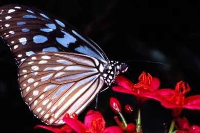 1440x1080 Wallpapers Page 486: Elephant Forest Animal Jungle Full ...