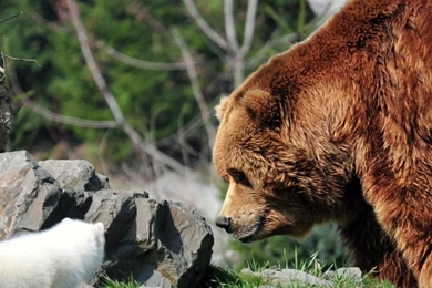 Grizzly Bear Wallpapers