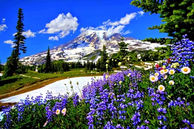 50 Free Spring Wallpapers HD For Desktop