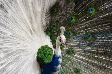 White Blue Peacock   Wallpaper.