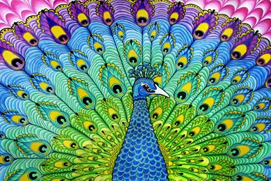 Colourful Peacock