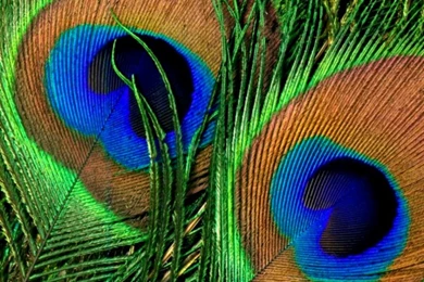 Peacock Blue Wallpapers