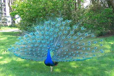 Peacock Blue Wallpapers