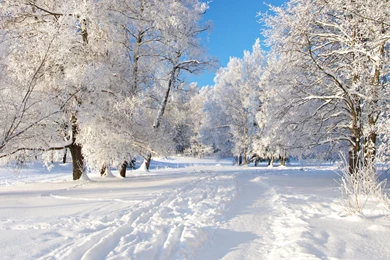 Winter Fantasy Scenery