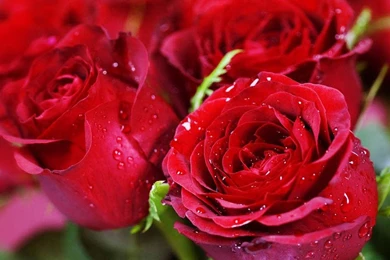 Download Ringtone And Wallpapers For Android, Ringtone And ...