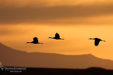 Free Nature Wallpapers For Download – Silhouetted Sandhill Cranes ...