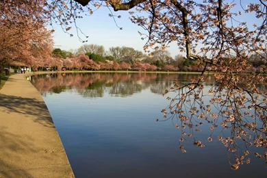 Cherry Blossoms In Washington, D.C. 2005
