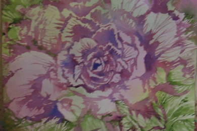 Cabbage Rose Wallpapers   Widescreen HD Wallpapers