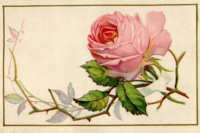 Old Pink Rose Image GraphicsFairy1.jpg