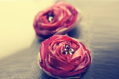 Cabbage Rose Wallpapers   Widescreen HD Wallpapers