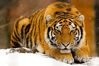 Animal Wallpapers Hd,desktop Wallpapers