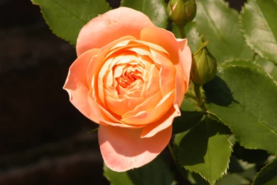 Cabbage Rose Wallpapers   Widescreen HD Wallpapers