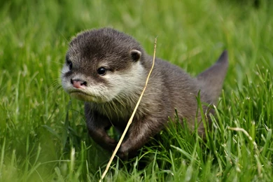 30 Sea Otter Wallpapers Pictures