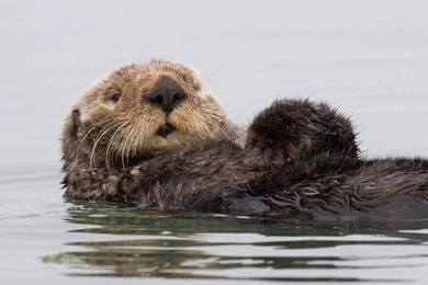 Free Otter Wallpapers   Animals Town