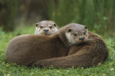 Otters Wallpapers   ImgMob