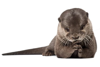 26 Otter Wallpapers Pictures Photos Images 1878 :: Sea Otter Hd ...