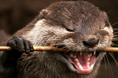 High Quality Otter Wallpapers